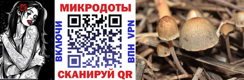 Псилоцибиновые грибы мицелий  ссылка на мегу зеркало  дарк нет как зайти  Дубовка 